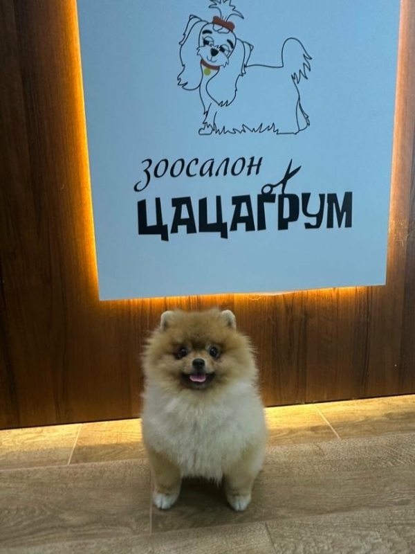 Франшиза ЦАЦАГРУМ: стоит ли вкладывать деньги?