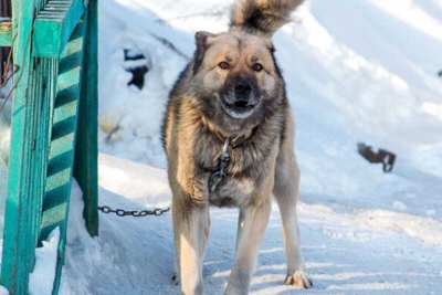 Стая собак набросилась на пятилетнего мальчика в Иркутской области